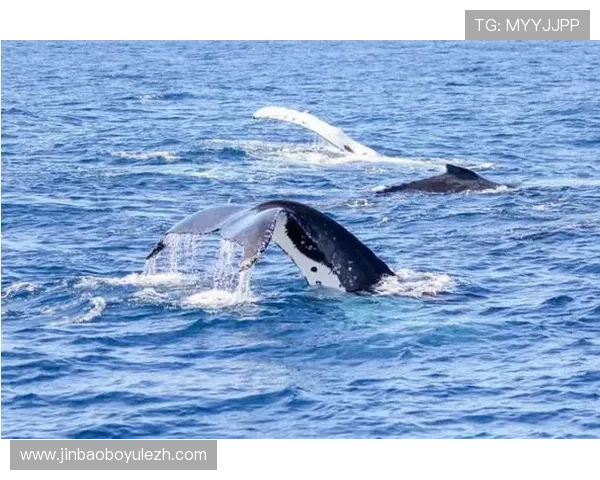 蓝鲸注册中心最新政策更新：了解最新注册规则和注意事项